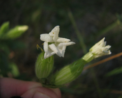 Behenantha