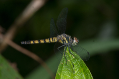 Brachydiplax farinosa