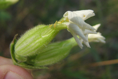 Behenantha