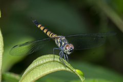 Brachydiplax farinosa