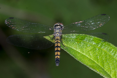 Brachydiplax farinosa