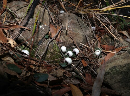 Image of Corybas barbarae by (c) Greg Tasney, some rights reserved (CC BY-SA)