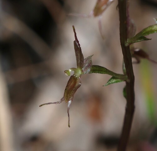 Image of Acianthus exsertus by (c) Greg Tasney, some rights reserved (CC BY-SA)
