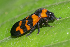 Cosmoscarta dimidiata