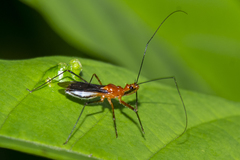 Macracanthopsis nodipes