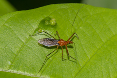 Macracanthopsis nodipes