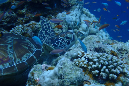Green Sea Turtle — seen at this dive site