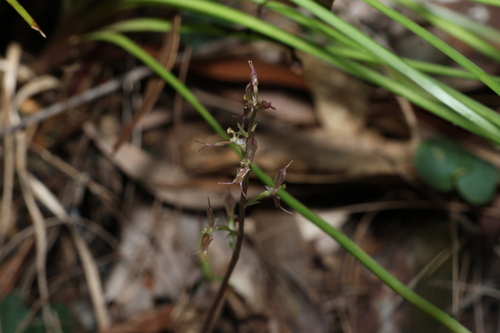 Image of Acianthus exsertus by (c) Greg Tasney, some rights reserved (CC BY-SA)