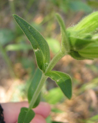 Behenantha