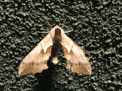 Smerinthus saliceti
