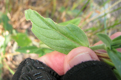 Behenantha