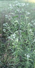 Eupatorium serotinum