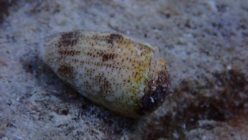 Conus stercusmuscarum observed 2025-04-26