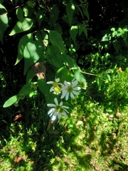 Montanoa frutescens