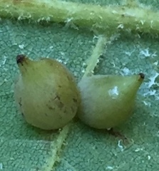 Caryomyia caryaecola