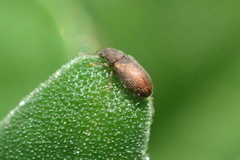 Berginus pumilus