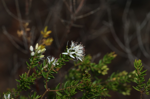 Image of Leionema gracile by (c) Greg Tasney, some rights reserved (CC BY-SA)