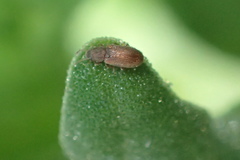 Berginus pumilus