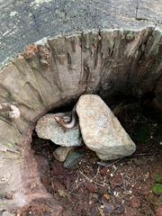 Plestiodon finitimus