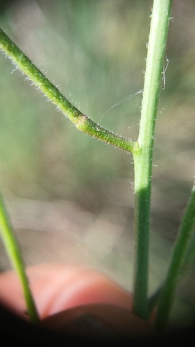 Image of Sisymbrium orientale by (c) Martin Scheuch, some rights reserved (CC BY)
