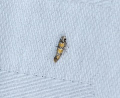 Promalactis lobatifera