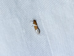 Promalactis longiuncata