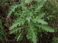 Senecio glomeratus glomeratus