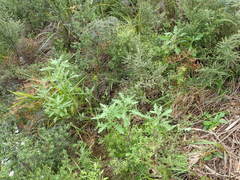 Senecio glomeratus glomeratus