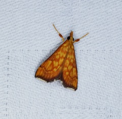 Pyrausta ignealis