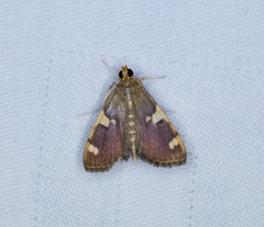 Rehimena phrynealis