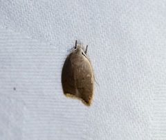Scythropiodes