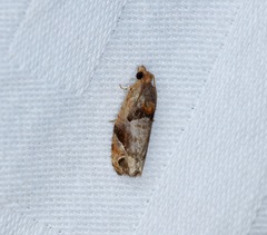 Eudemis gyrotis