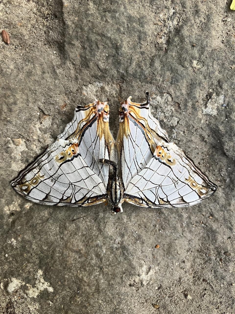 Map Butterfly