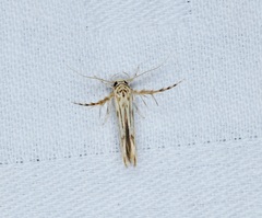 Stathmopoda stimulata