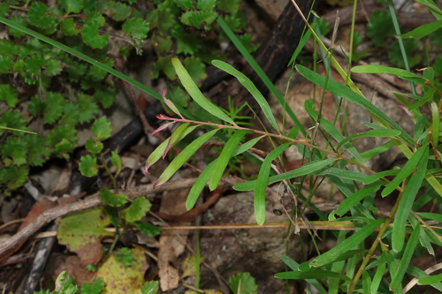Image of Grevillea linsmithii by (c) Greg Tasney, some rights reserved (CC BY-SA)
