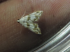 Oxyelophila callista