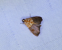 Agrotera