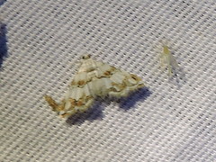 Oxyelophila callista