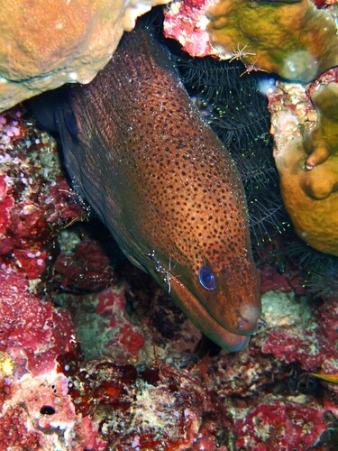 Giant Moray — seen at this dive site