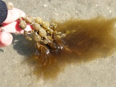 Ectocarpales
