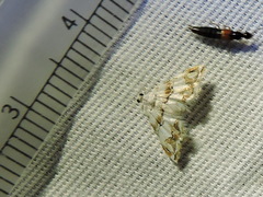 Oxyelophila callista