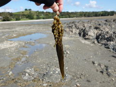 Ectocarpales