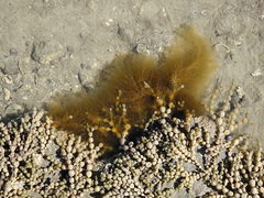 Ectocarpales