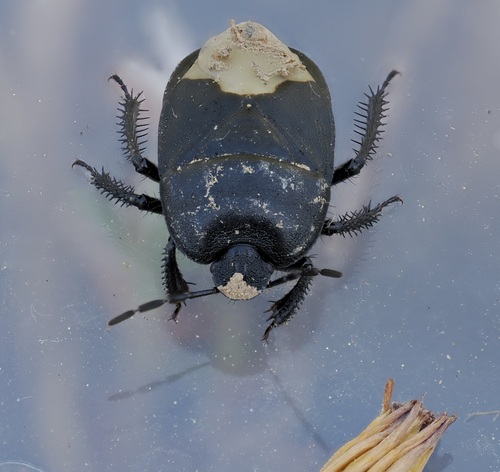 Black burrowing bug, Barrancos, 7230, Portugal, photo 6 of 10