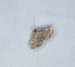 Cangetta hartoghialis
