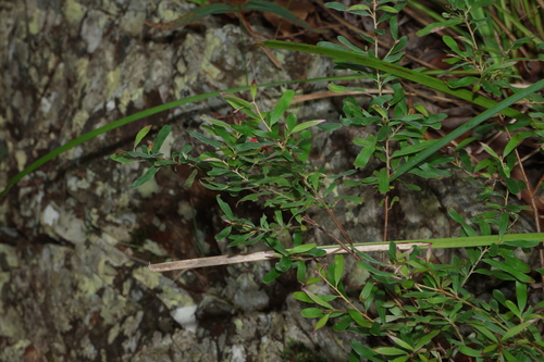 Image of Grevillea linsmithii by (c) Greg Tasney, some rights reserved (CC BY-SA)