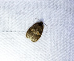 Cnesteboda celligera