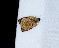 Sycacantha inopinata
