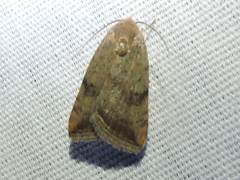 Micrathetis
