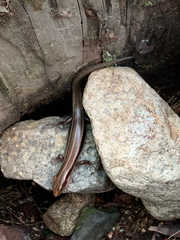 Plestiodon finitimus